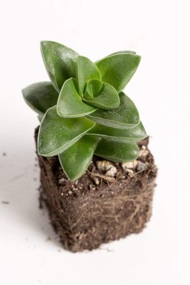 Mum Hoya Çiçeği Iç Mekan Ve Balkonda Bakılır Minik 5.5cm /şuan Çiçeksizdir