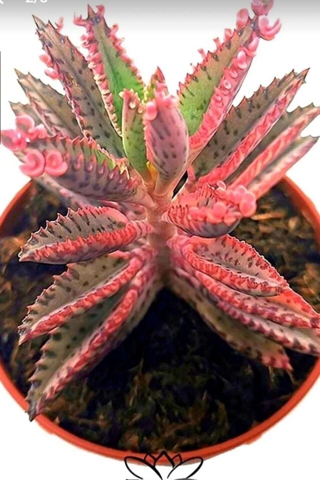 Pink Butterfly (AŞK) Çiçeği Salon Ve Ofis Bakılır Minik 5.5cm/ Şuan Çiçeksizdir
