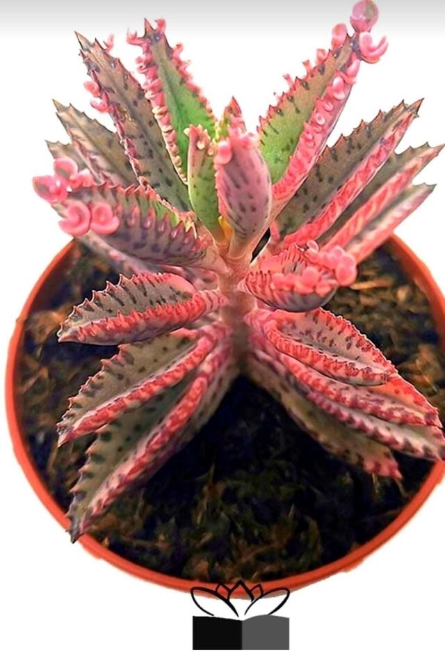 Pink Butterfly (AŞK) Çiçeği Salon Ve Ofis Bakılır Minik 5.5cm /şuan Çiçeksizdir