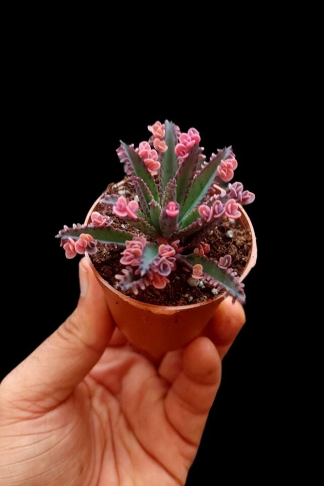 Pink Butterfly (AŞK) Çiçeği Salon Ve Ofis Bakılır Minik 5.5cm /şuan Çiçeksizdir