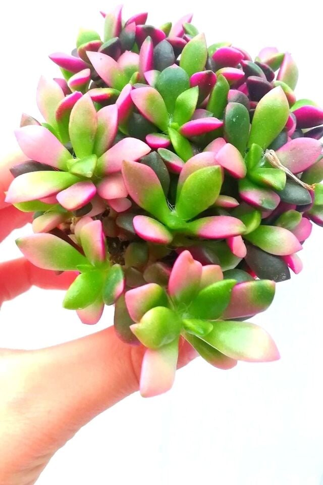 Muhteşem Joktuğ No:2 Ev Salon Kaktüs Çiçeği 5.5cm Mini Boy