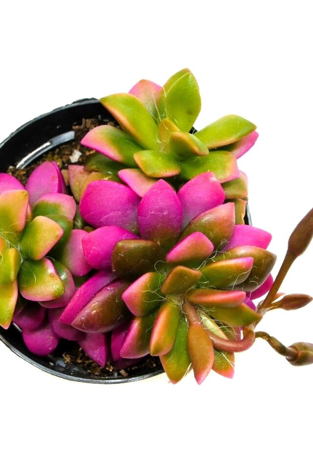 Muhteşem Joktuğ No:2 Ev Salon Kaktüs Çiçeği 5.5cm Mini Boy