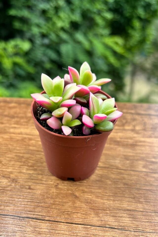 Muhteşem Joktuğ No:2 Ev Salon Kaktüs Çiçeği 5.5cm Mini Boy