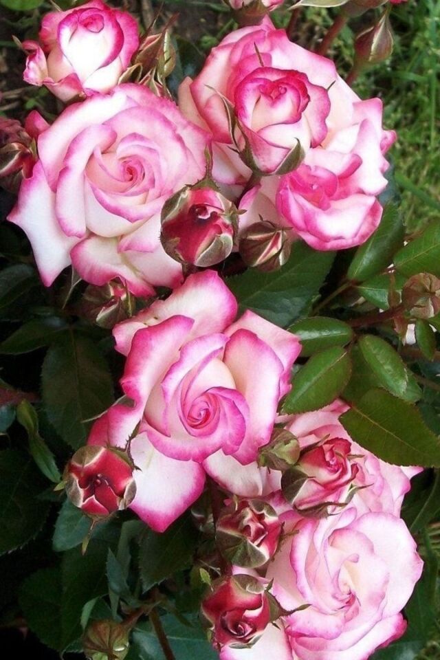 1 Adet Özel Pembe Gül Fidesi Fidani Açık Kök 35-40cm