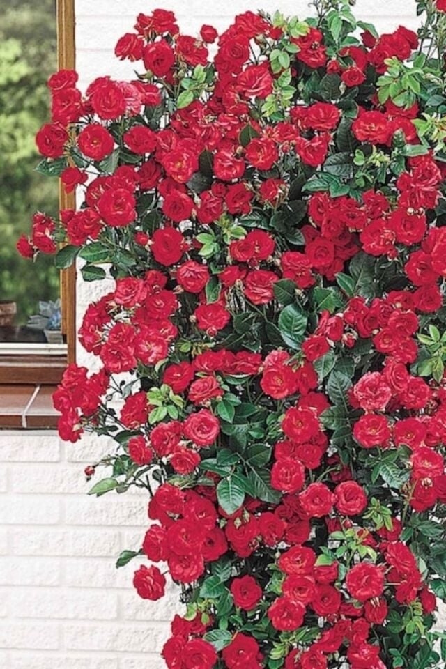 1 Adet Bahçe Balkon Sarmaşik Gül Kırmızı 35-40cm Açik Kök Yediveren