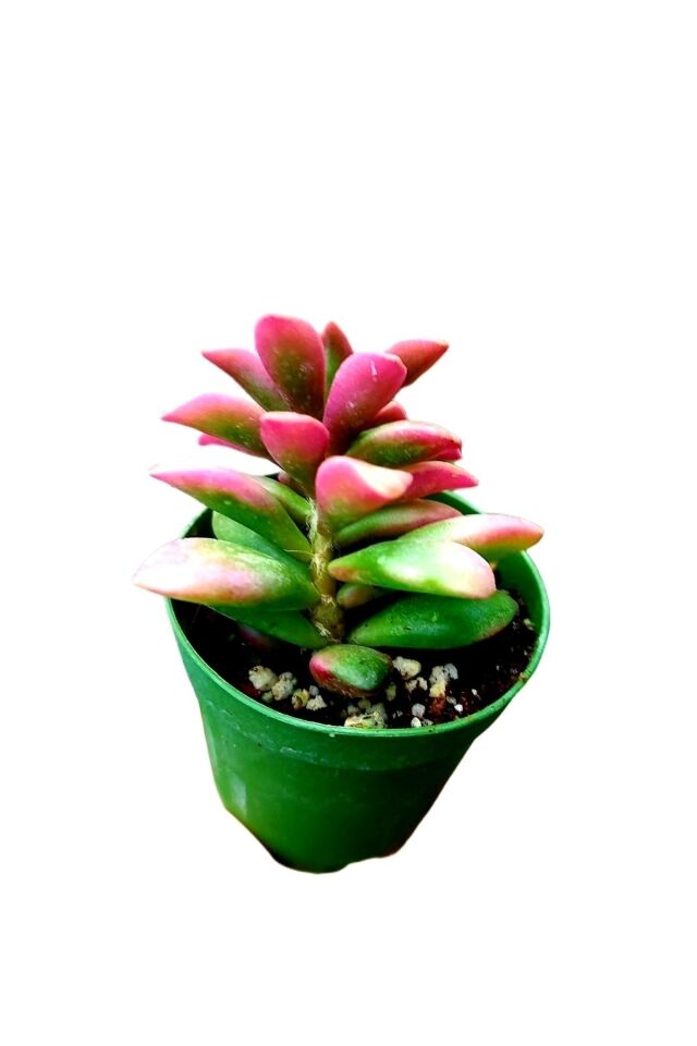 Joktuğ Kaktüs Sukulent 5.5cm Mini Boy Ev Salon - Balkon Bitkisi