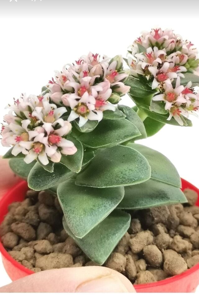Kalp Hoya Mum Iç Mekan Sukulent Pembe Minik Boy 5.5cm Şuan Çiçeksizdir
