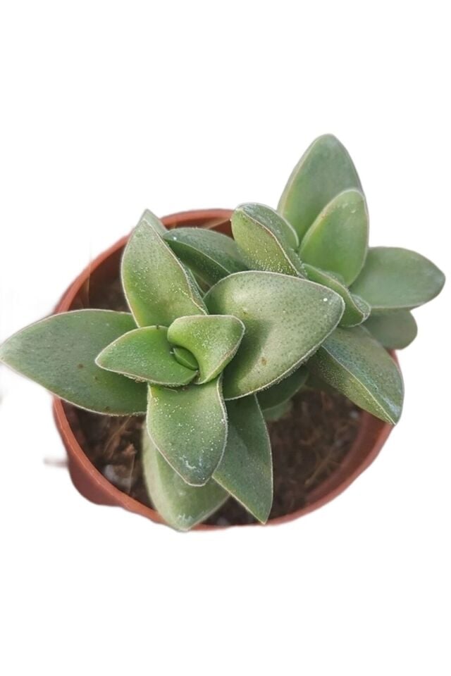 Kalp Hoya Mum Iç Mekan Sukulent Pembe Minik Boy 5.5cm Şuan Çiçeksizdir