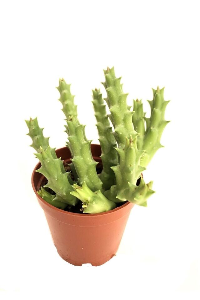 Özel Leş Çiçeği Iç Mekan Kaktüs Salon 5.5cm