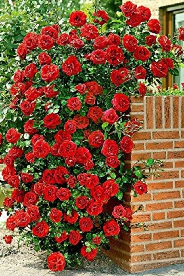 Sarmaşık Gül Fidani Ultra Kokulu 35-40cm Açık Kök 1 Adet