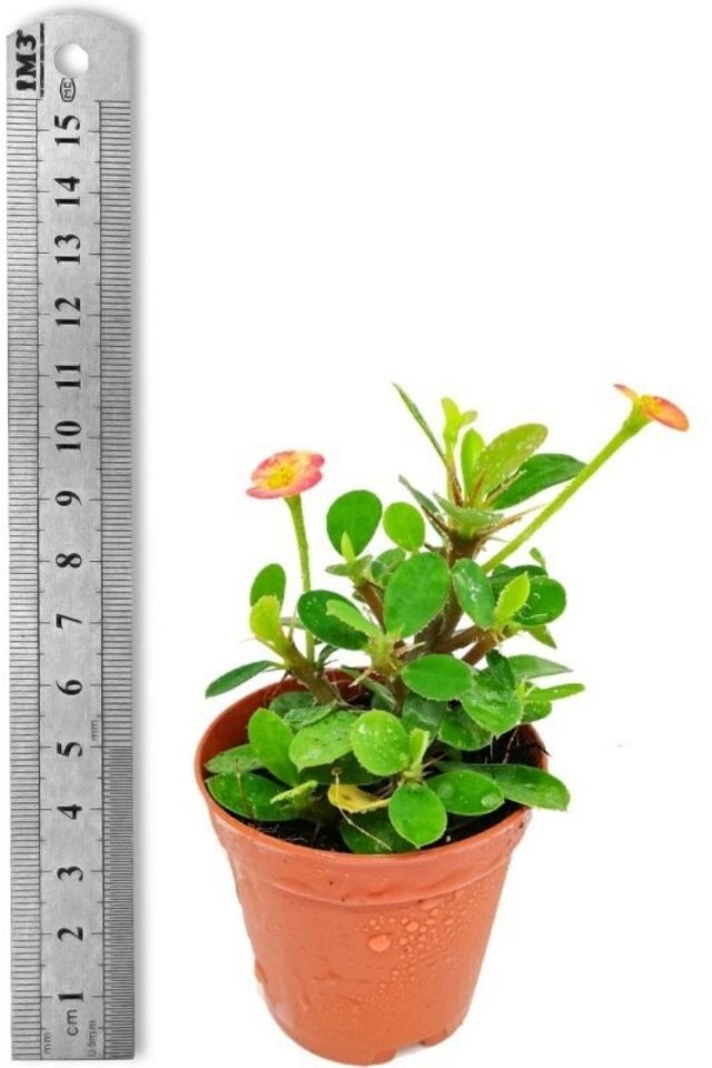 Kırmızı Dikenler Tacı Milli Eubhorbia Mini Boy 5.5cm Şuan Çiçeksizdir