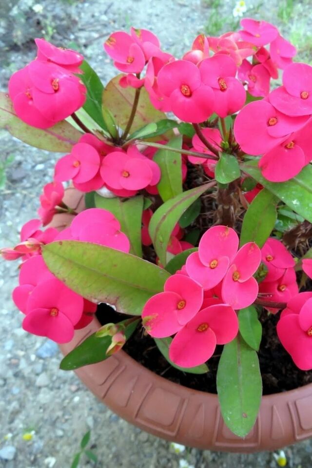 Pembe Dikenler Tacı Milli Eubhorbia Mini /şuan Çiçeksizdir