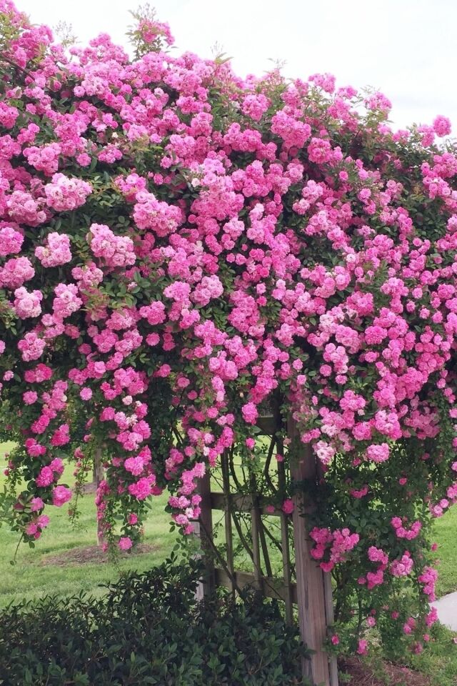 Yediveren Cins Pembe Sarmaşik Gül 1 Adet Açık Kök