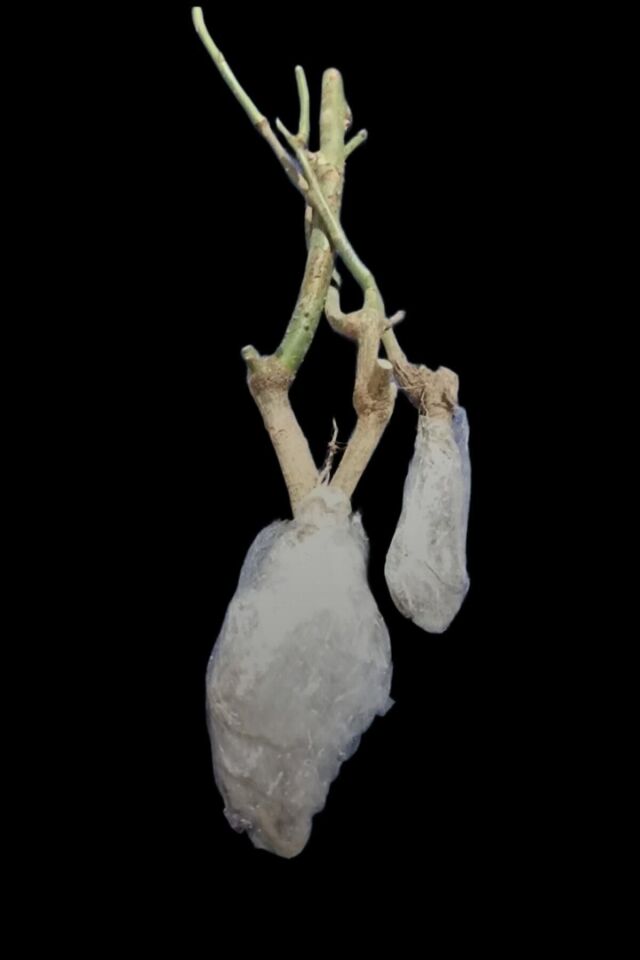 Sarı Baston Gül Kokulu 1 Adet Açık Kök