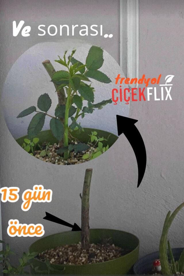 Katmerli Kokulu Bodur Kırmzı Gül Fidesi Açık Kök 1 Adet
