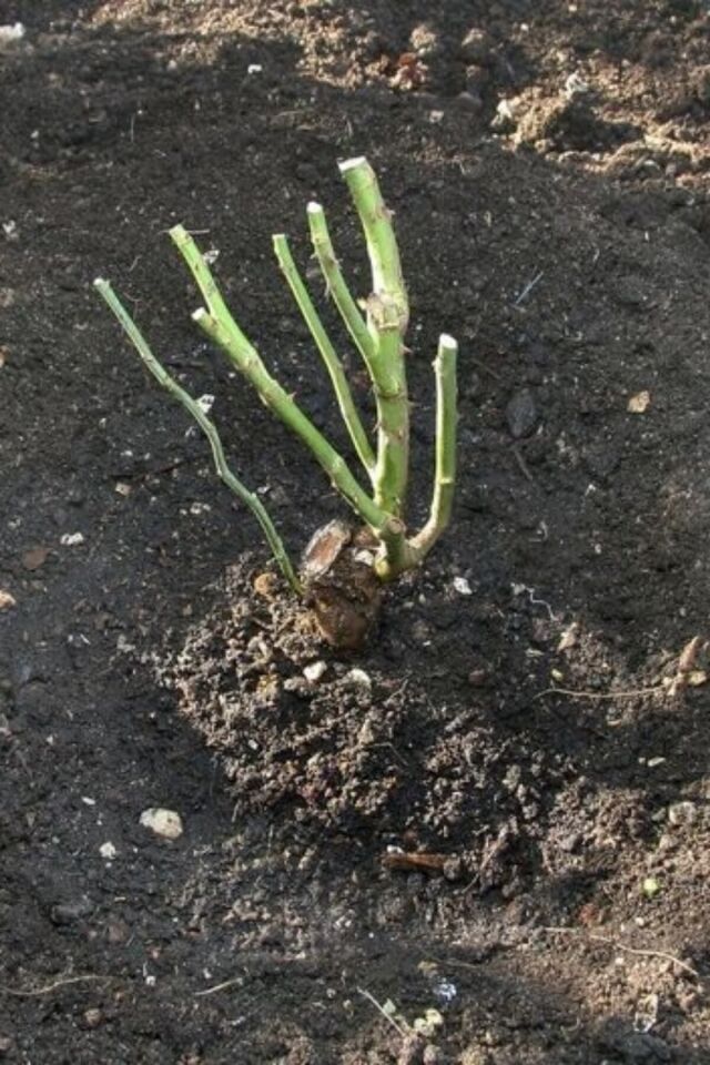 Kırmızı Kokulu Saksı Gülü 1 Adet (Açık Kök/35-40 cm)