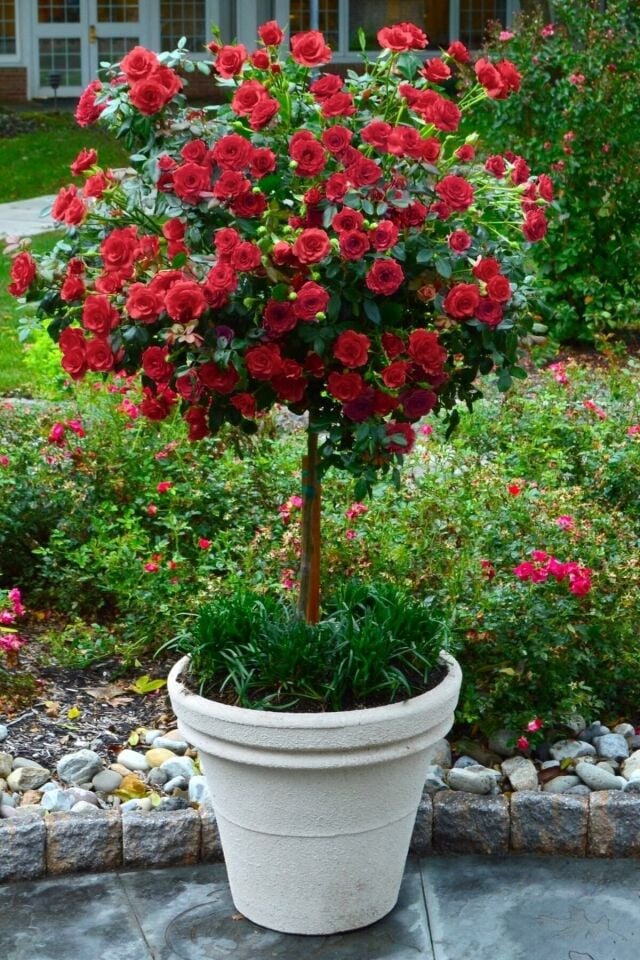 Kırmızı Kokulu Saksı Gülü 1 Adet (Açık Kök/35-40 cm)