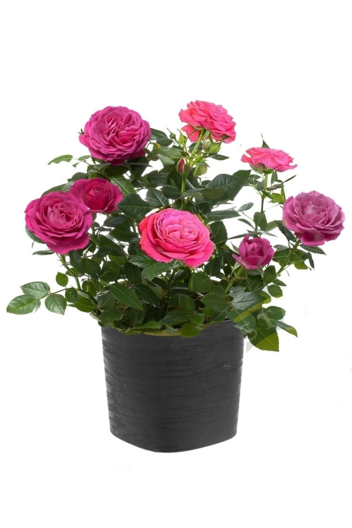 Lila Gül (Açık Kök/30-35 cm)