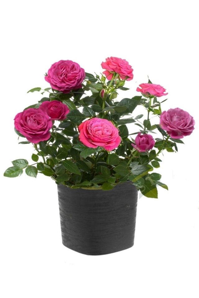 Lila Gül (Açık Kök/30-35 cm)