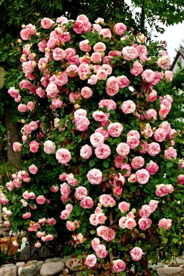 Toz Pembe Katmerli Sarmaşık Gül (Açık Kök/1 Adet)