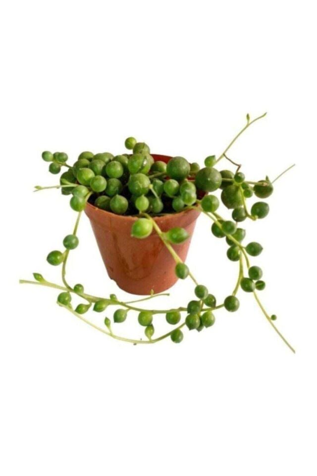 Tesbih Çiçeği Inci Tanesi Senecio (5.5 cm)