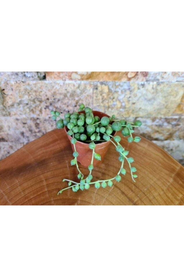 Tesbih Çiçeği Inci Tanesi Senecio (5.5 cm)
