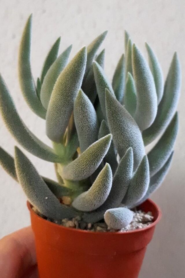 Crassula Mesembryanthemoides Sukulent (5.5 cm)