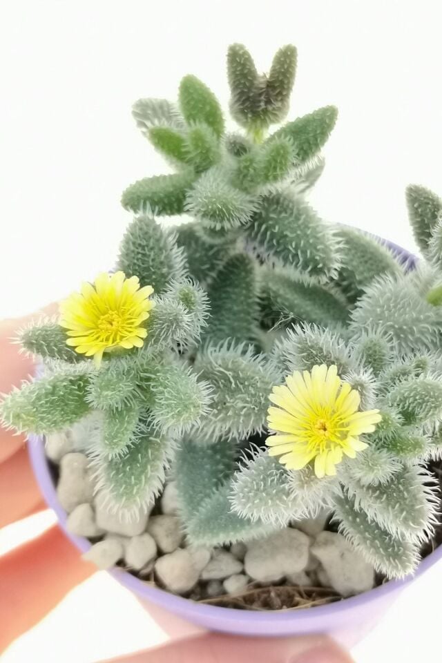 Delosperma Sukulent (5.5 cm)