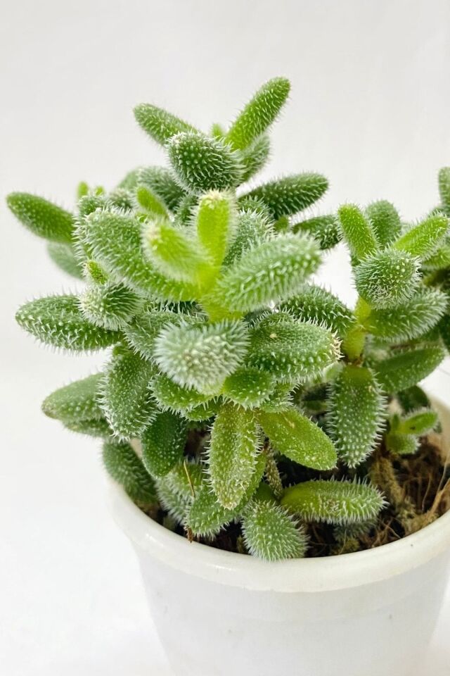 Delosperma Sukulent (5.5 cm)