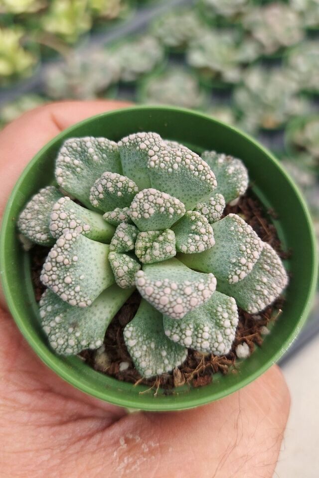 Titanopsia Primosii Sukulent (5.5 cm/Çiçeksizdir)