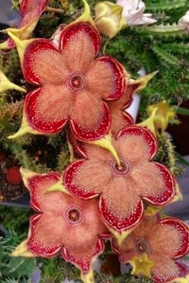 Leş Kaktüs Stapelia (Özel Renk/5.5 cm)