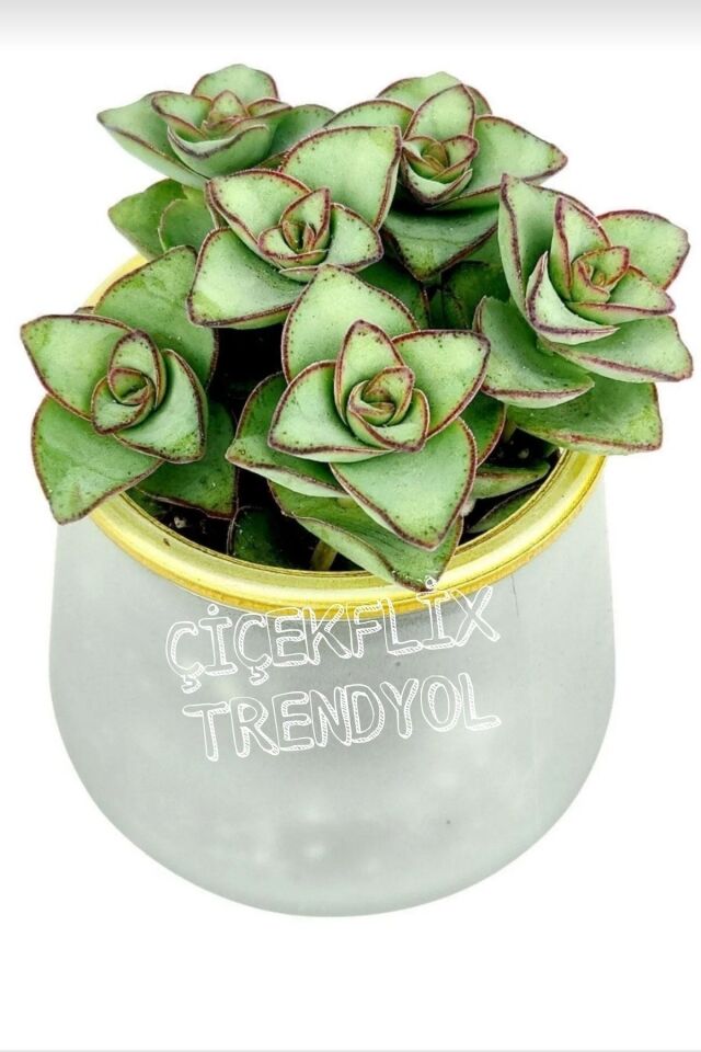 Crassula Perforata Sukulent (5.5 cm)