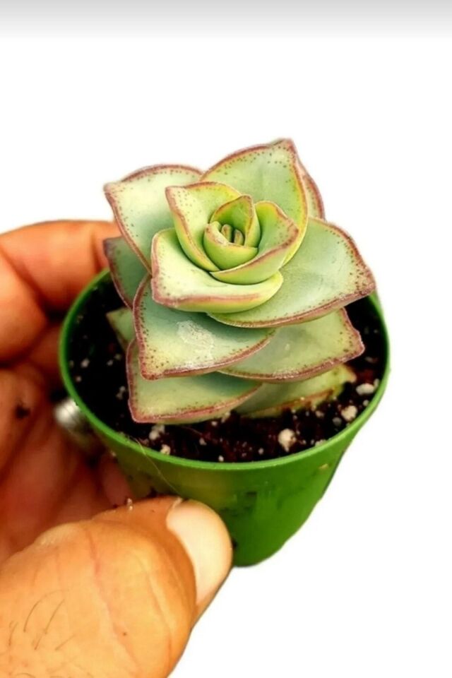 Crassula Perforata Sukulent (5.5 cm)