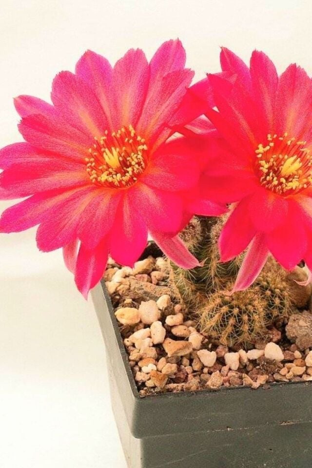 Chamaecwreus Silvestrii Kaktüs (Pembe/Çiçeksizdir)