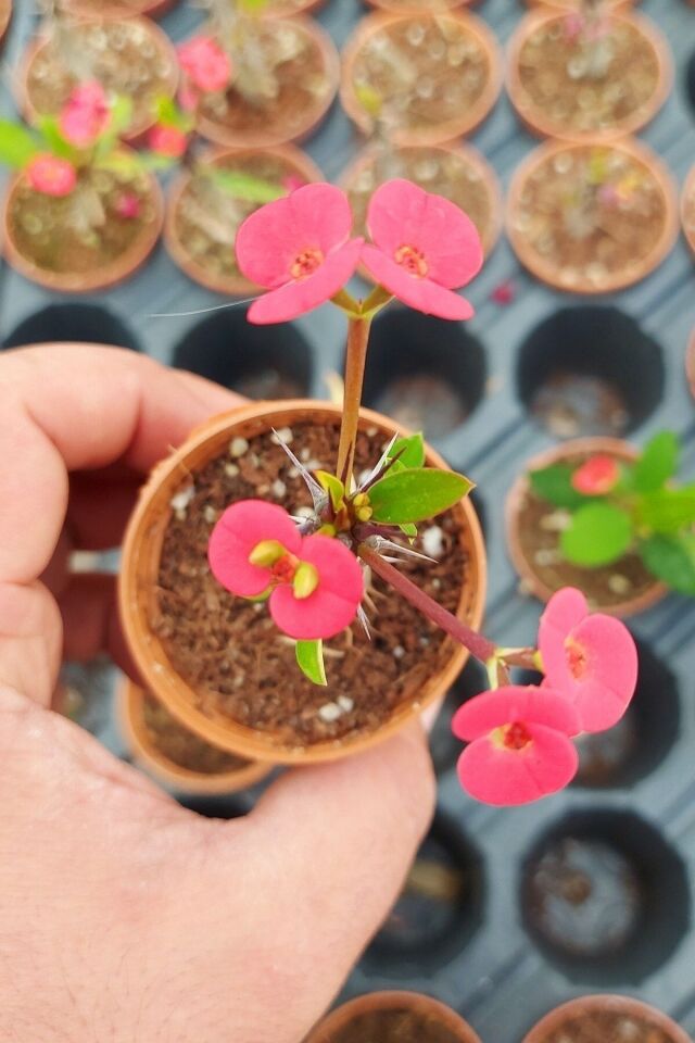 Minik Dikenler Tacı (Kırmızı/5.5 cm)