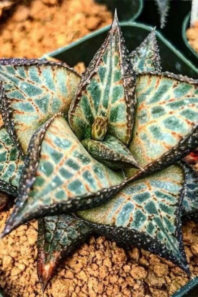 Haworthia Venosa Sukulent (Nadir tür/5.5 cm)