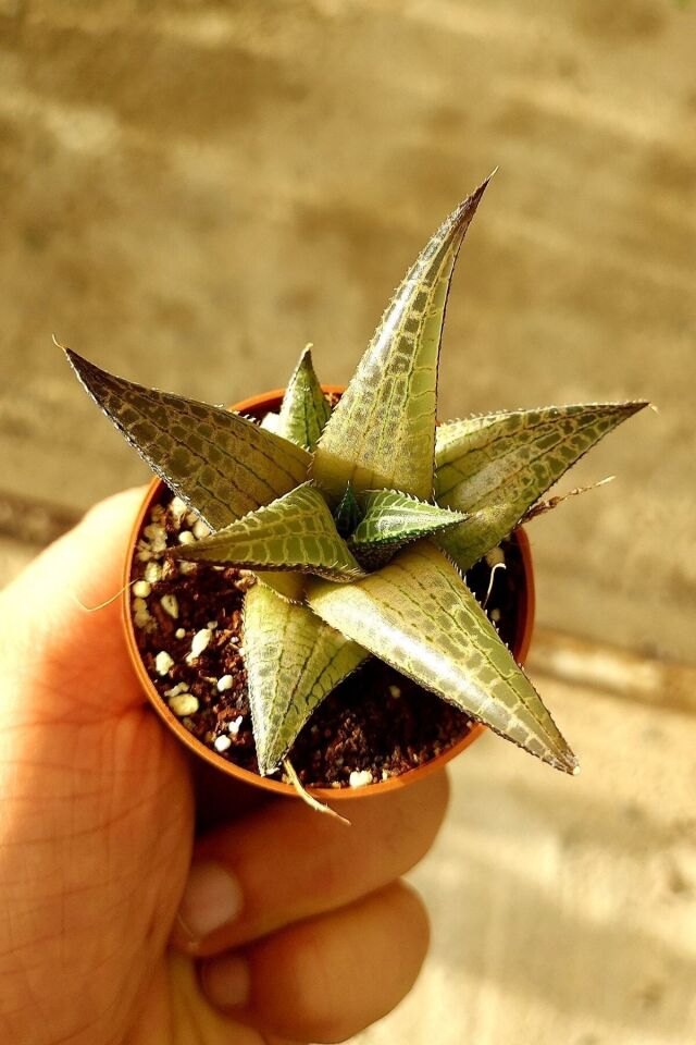 Haworthia Venosa Sukulent (Nadir tür/5.5 cm)