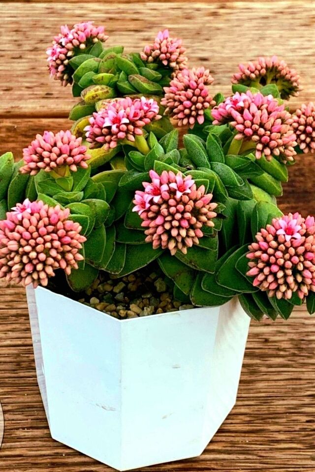 Crassula Springtime Mum Hoya Kaktüs (Çiçeksizdir/5.5 cm)