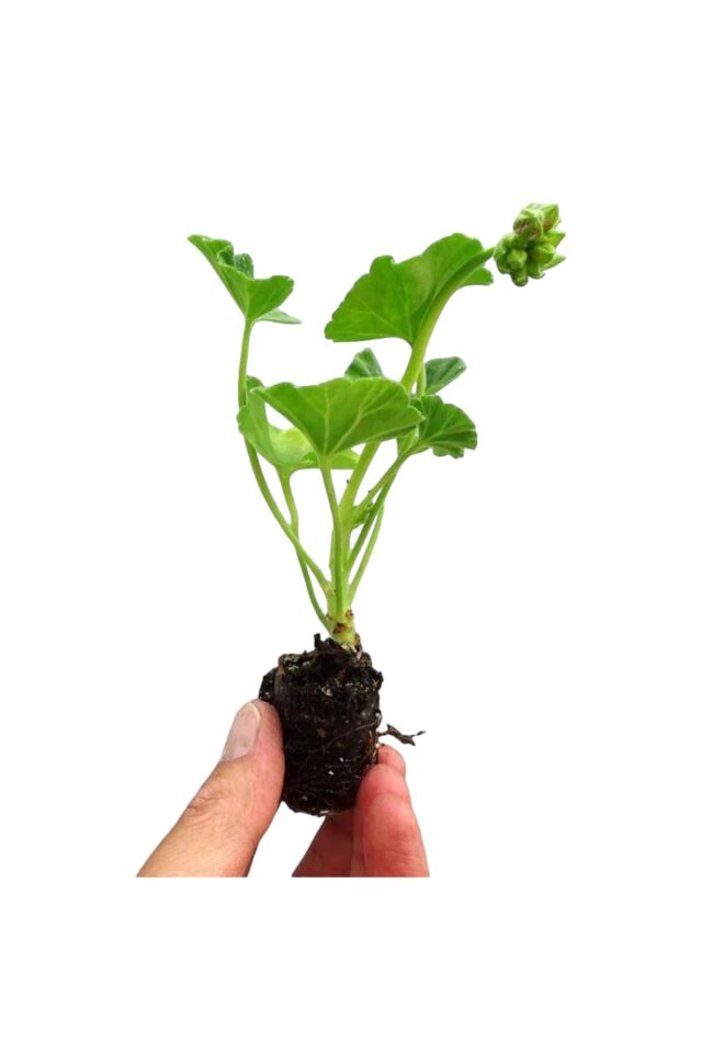 Karışık 2 Adet Sardunya Fidesi (15-20 cm)
