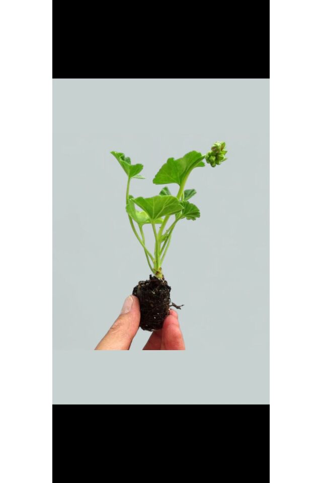 Karışık 2 Adet Sardunya Fidesi (15-20 cm)