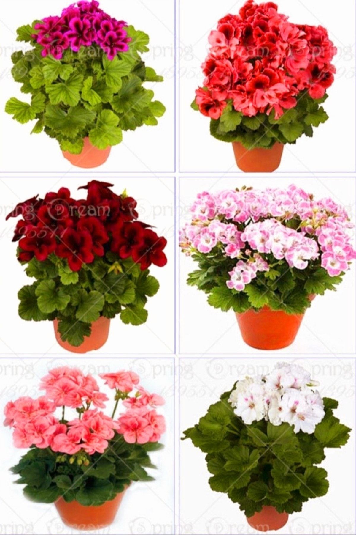 Karışık 2 Adet Sardunya Fidesi (15-20 cm)
