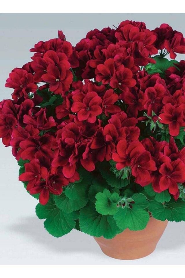 Sardunya Fidesi (Kırmızı)