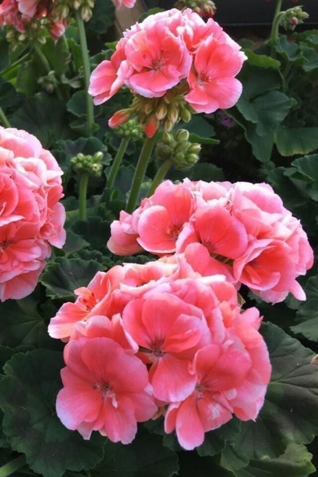 Sardunya Fidesi (Pembe)