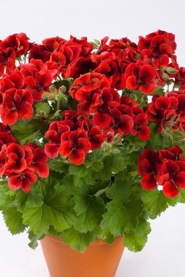 Sardunya Fidesi (Alacalı Kırmızı)