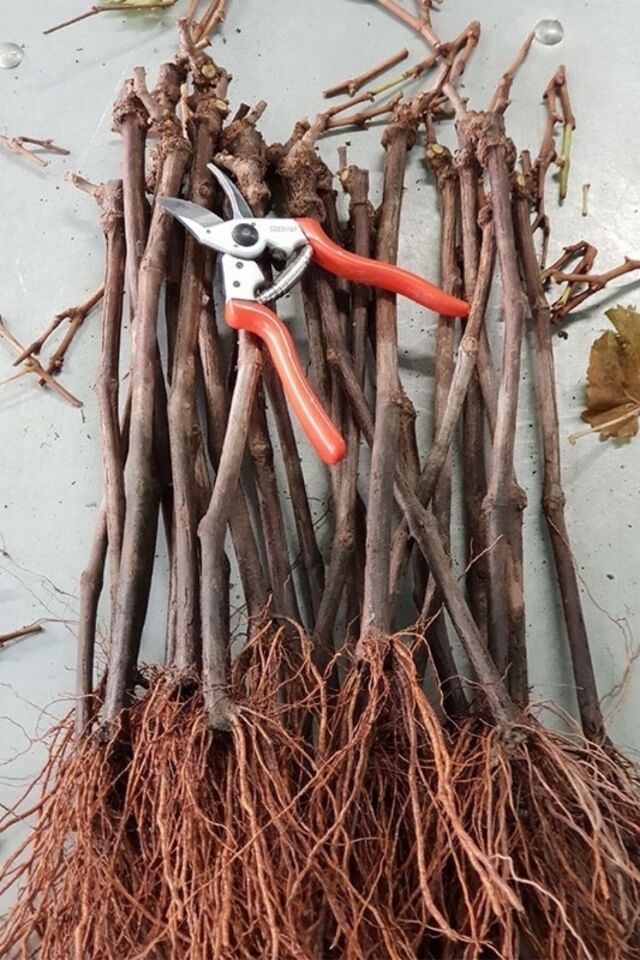 Çekirdeksiz Beyaz Üzüm (Açık kök/15-20 cm)