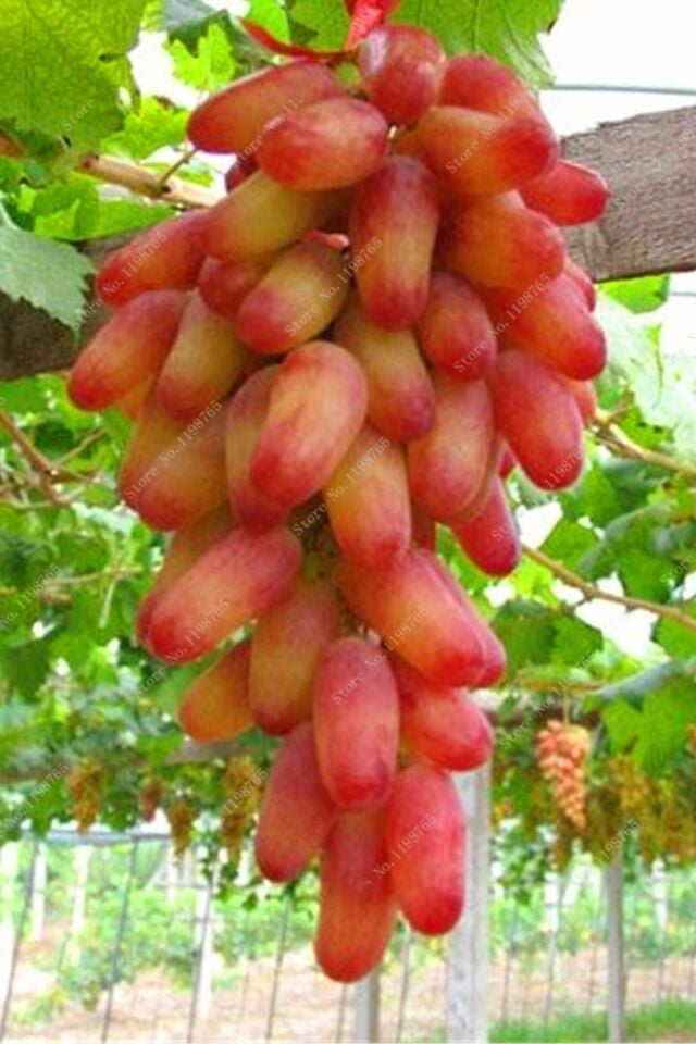 Aşılı Parmak Üzüm Fidesi (Açık Kök/15-20 cm)