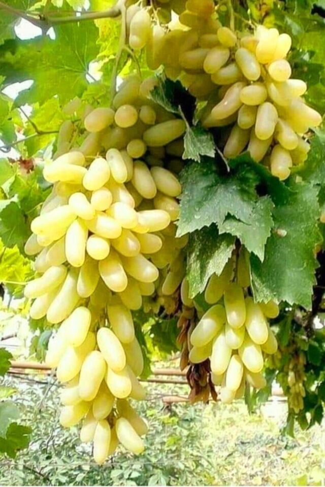 Aşılı Parmak Üzüm Fidesi (Beyaz/15-20 cm)