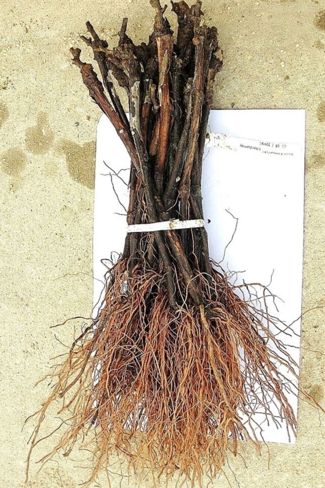 Aşılı Sultaniye Üzümü (Çekirdeksiz/15 -20 cm)