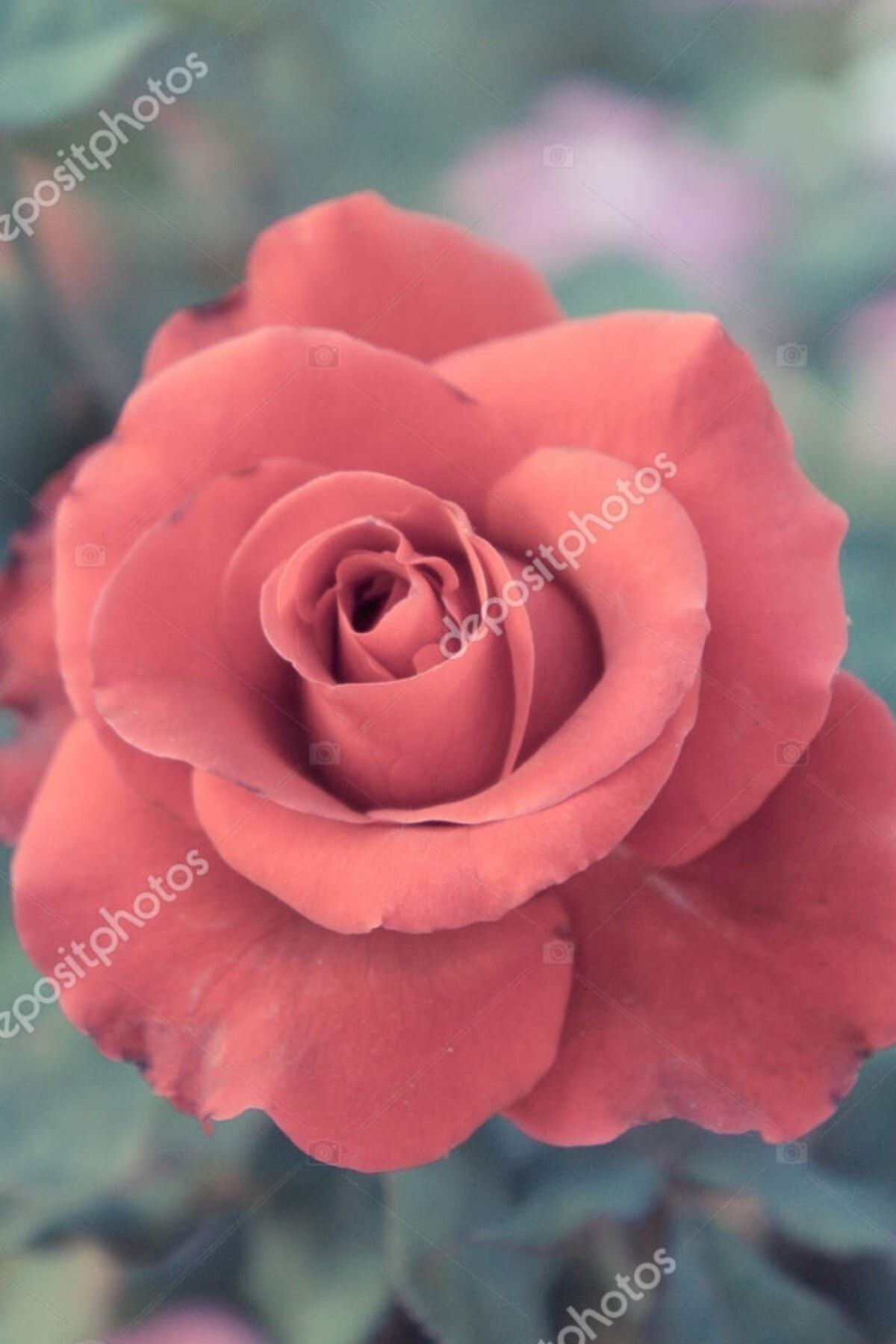 Orange Rose Gül Fidanı 1 Adet (30-40 cm/Açık Kök)