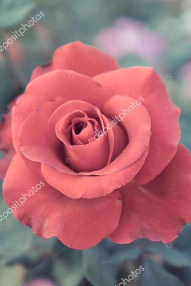 Orange Rose Gül Fidanı 1 Adet (30-40 cm/Açık Kök)